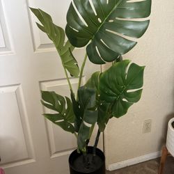 Plant