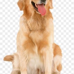 necesitas sacar tu mascotas a pasar y no tienes tiempo