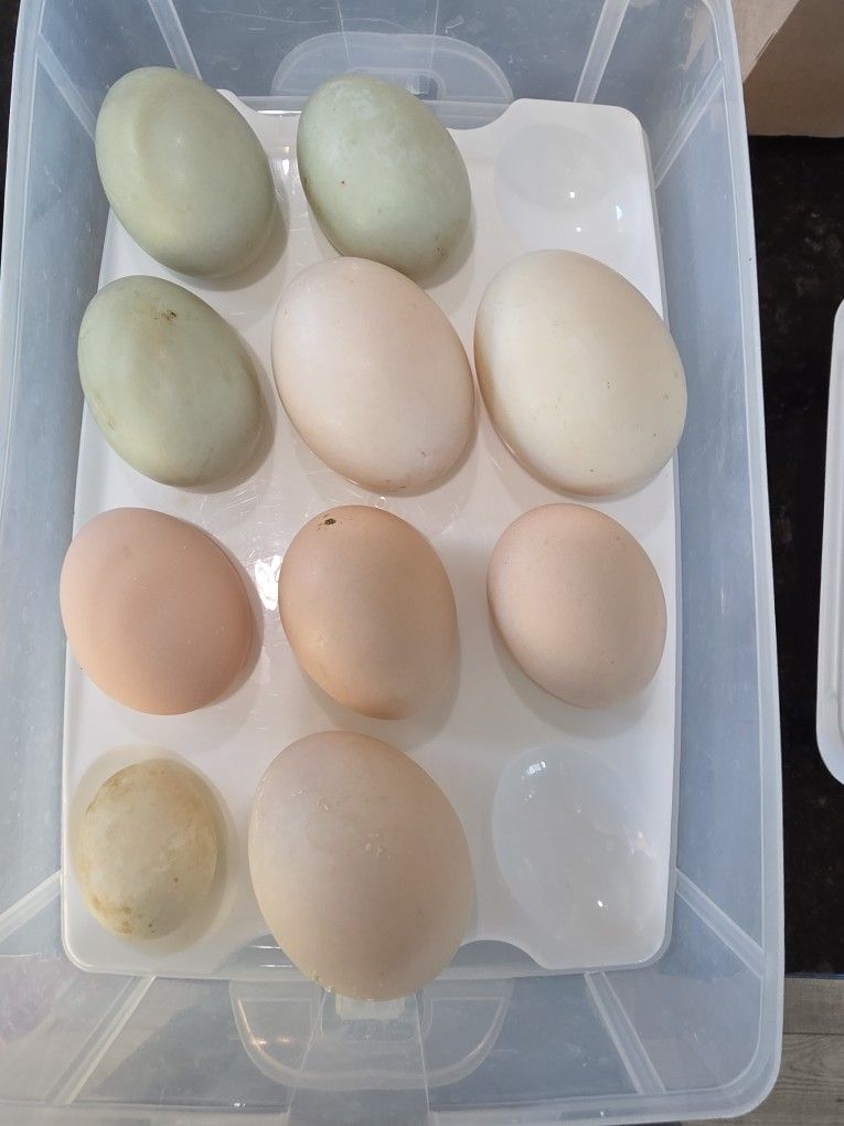 Duck And Chicken Eggs