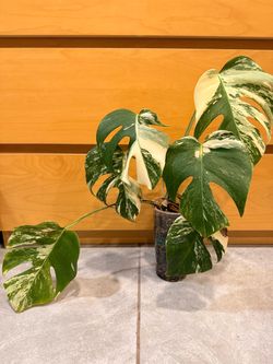 Monstera Albo - 6 leaves