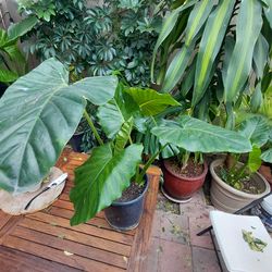 Elephant ear plant