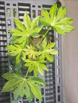 Fatsia Japonica Camouflage