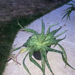 Aloe 