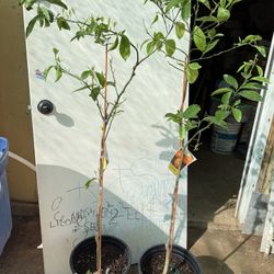 Tangerine Freemont Trees 4F The Tall $55 Each Price Firm 
