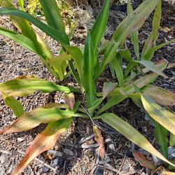 Thornless Agave succulents slow, growing. Very nice, beautiful in pots, hard to kill, drop, tolerant.