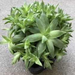 Gyokuro succulent Plants