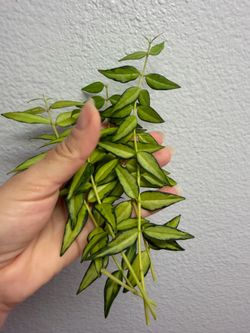 Hoya Bella ‘Lida Bois ’ cuttings