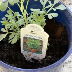 Ruda Rue Herb Plants , 7 Inches Tall, 7!inches Pot