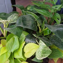 2/20 - So You're Going to Be a Plant Daddy - Succulent & Pottery Sale