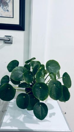Chinese Money Plant