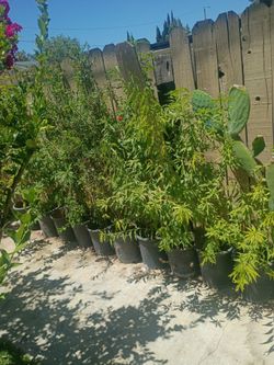 Fruit trees