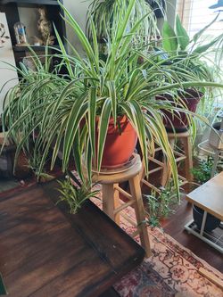 Spider Plant with babies.