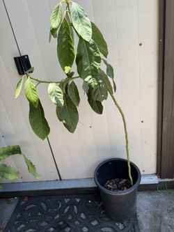 Hass Avocado 🥑 Plant- Matured And Ready To Plant In The Ground