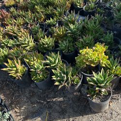 Plants 