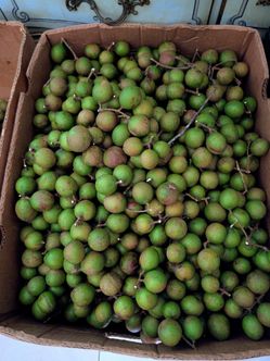 MAMONCILLO 🍈 $8 la LIBRA