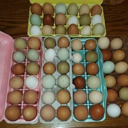 Fresh Eggs
