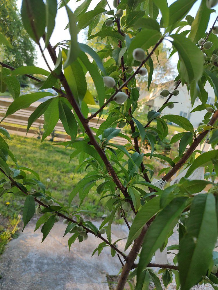 Healthy Peach Tree (Hardy)