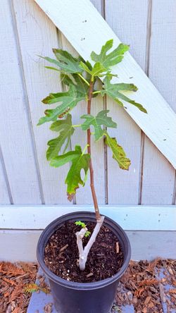 5-Gallon Potted Fig Tree – Possible Black Jack Variety