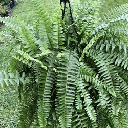BOSTON FERN (10” Hanging Basket) Grace With Ambience for Office or Home