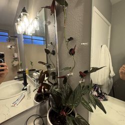 Philodendron Red Emerald – Mature Climbing Plant 🌿❤️