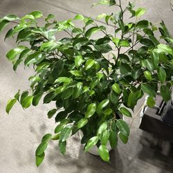 ♥️SUPER HEALTHY Weeping Fig Low maintenance & stress-reducing, perfect for busy plant lover ♥️