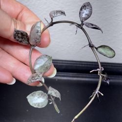 Hoya Lacunosa Violet