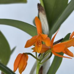 Guarianthe aurantiaca orchid