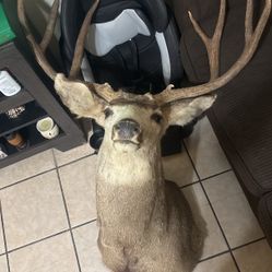 Mule Deer 🦌 