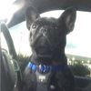 Travis