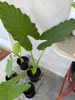 Small potted Elephant ear plants