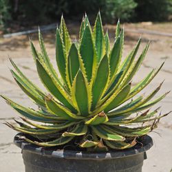 Agave quadricolor plant