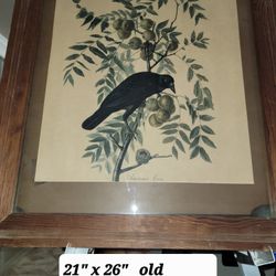 3.      Old antique Audubon pictures