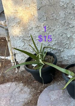 Aloe Vera Plants