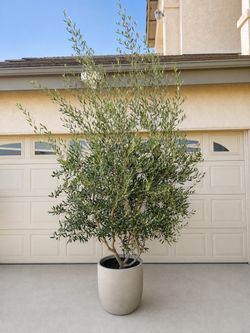 🌿 9FT Fruitless Olive Tree + Concrete Pot — $500