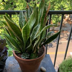 Snakes Tongue Plant Home Decor