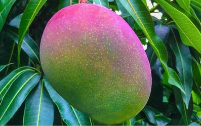 Glenn mango trees