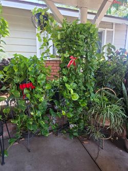 Golden pothos