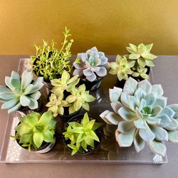 Succulents. Miscellaneous. Sammamish, Beaver Lake