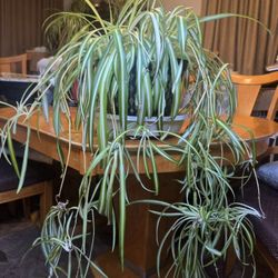 Spider Plants For Sale