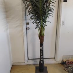 Corona Palm Tree 