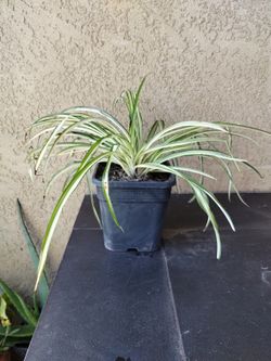 Plant. Planta
