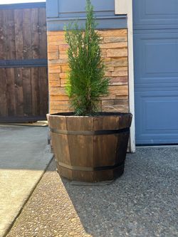 Evergreen tree in a wooden large pot
