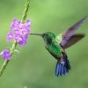 Hummingbird Lover