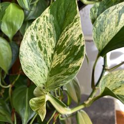 ✨ XL Philodendron Brasil | Pothos Marble Queen✨ 
