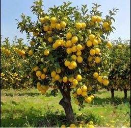 Lisbon lemon trees Árboles de limón amarillos Lisbon $40 each