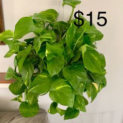 Pothos Plant