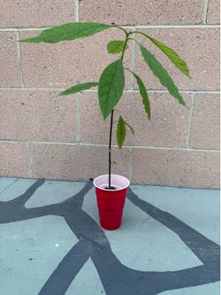 Avocado tree