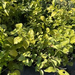 Arabian Jasmin Plant 5gal 