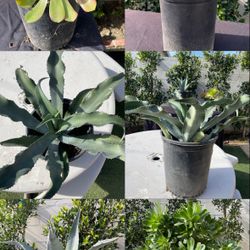 Succulents American agave Pots 