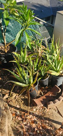 Aloe Vera Plant Location: Diamond Bar